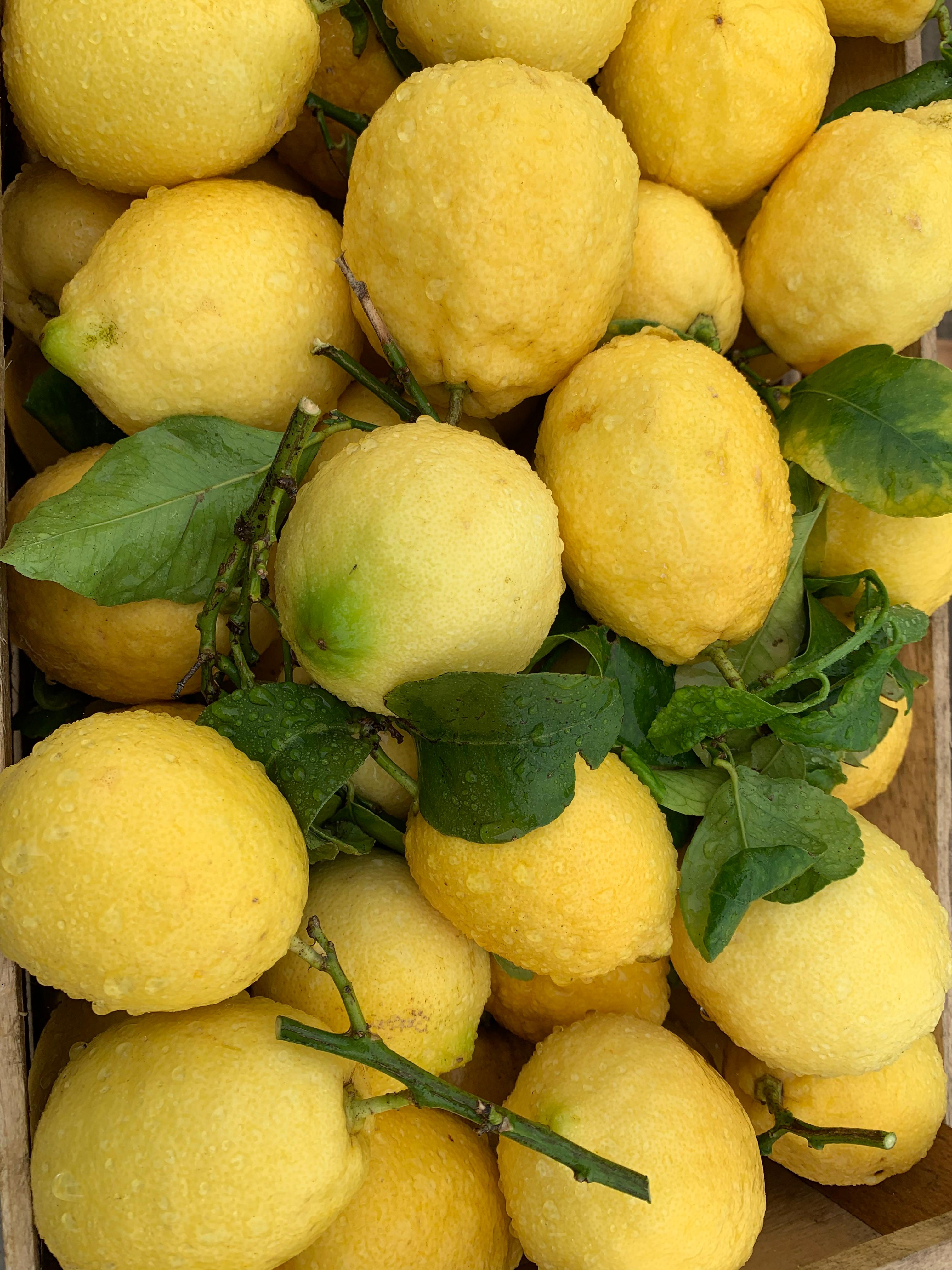 Limone Bio siciliano all'ingrosso - F.lli Monastero Sciacca