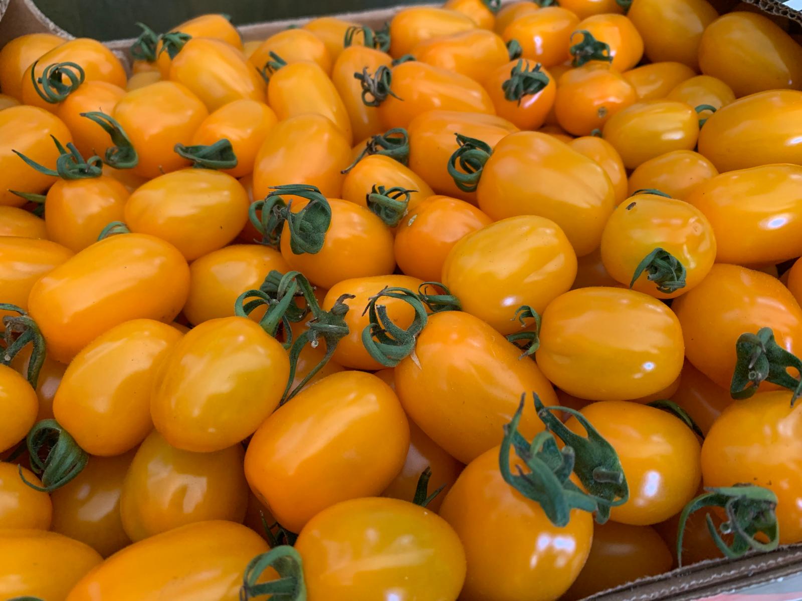 pomodoro datterino giallo siciliano all'ingrosso - F.lli Monastero Sciacca